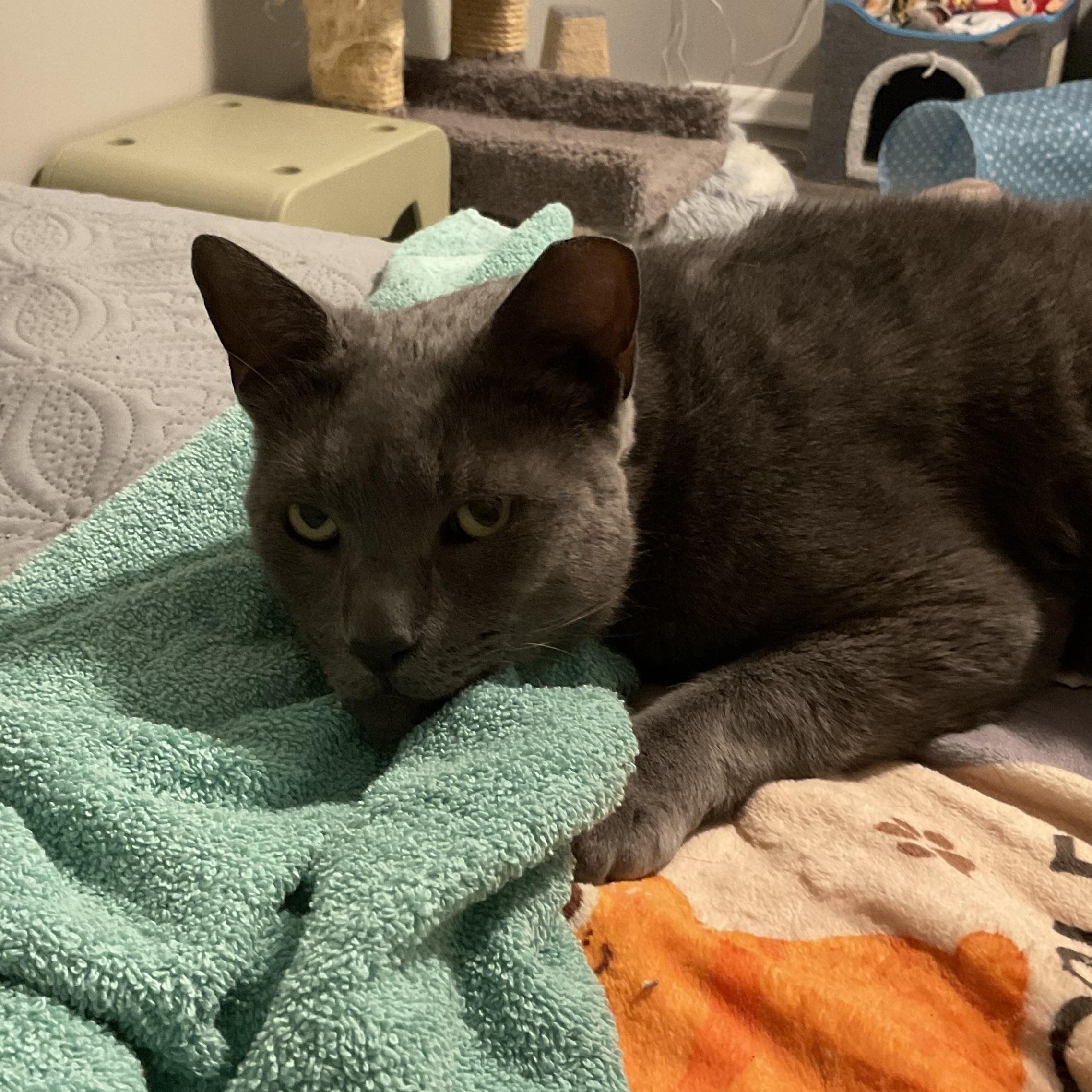 Teddy (Bear), a ADOPTABLE Domestic Short Hair in Sewell, NJ image 3/6