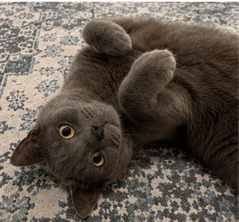 Teddy (Bear), a ADOPTABLE Domestic Short Hair in Sewell, NJ image 6/6