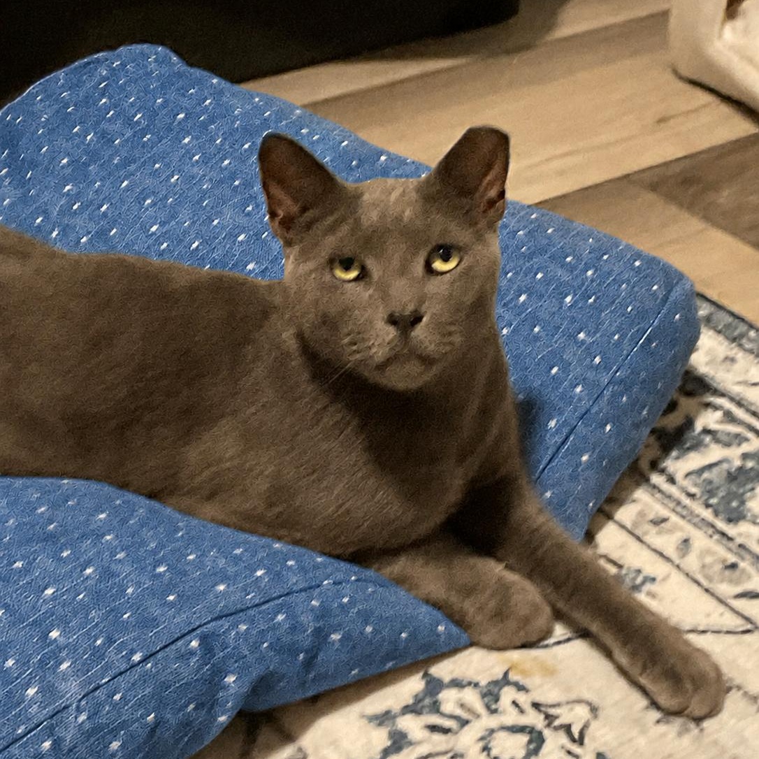 Teddy (Bear), a ADOPTABLE Domestic Short Hair in Sewell, NJ image 1/6