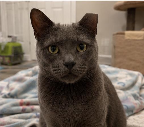 Teddy (Bear), a ADOPTABLE Domestic Short Hair in Sewell, NJ image 5/6
