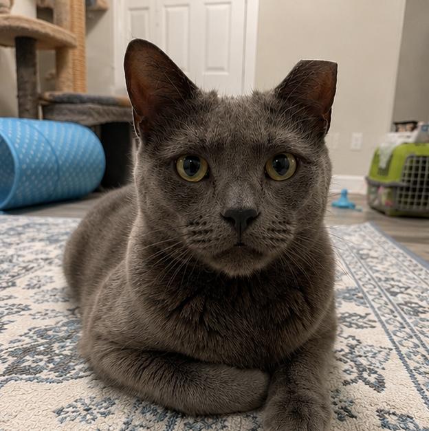 Teddy (Bear), a ADOPTABLE Domestic Short Hair in Sewell, NJ image 2/6