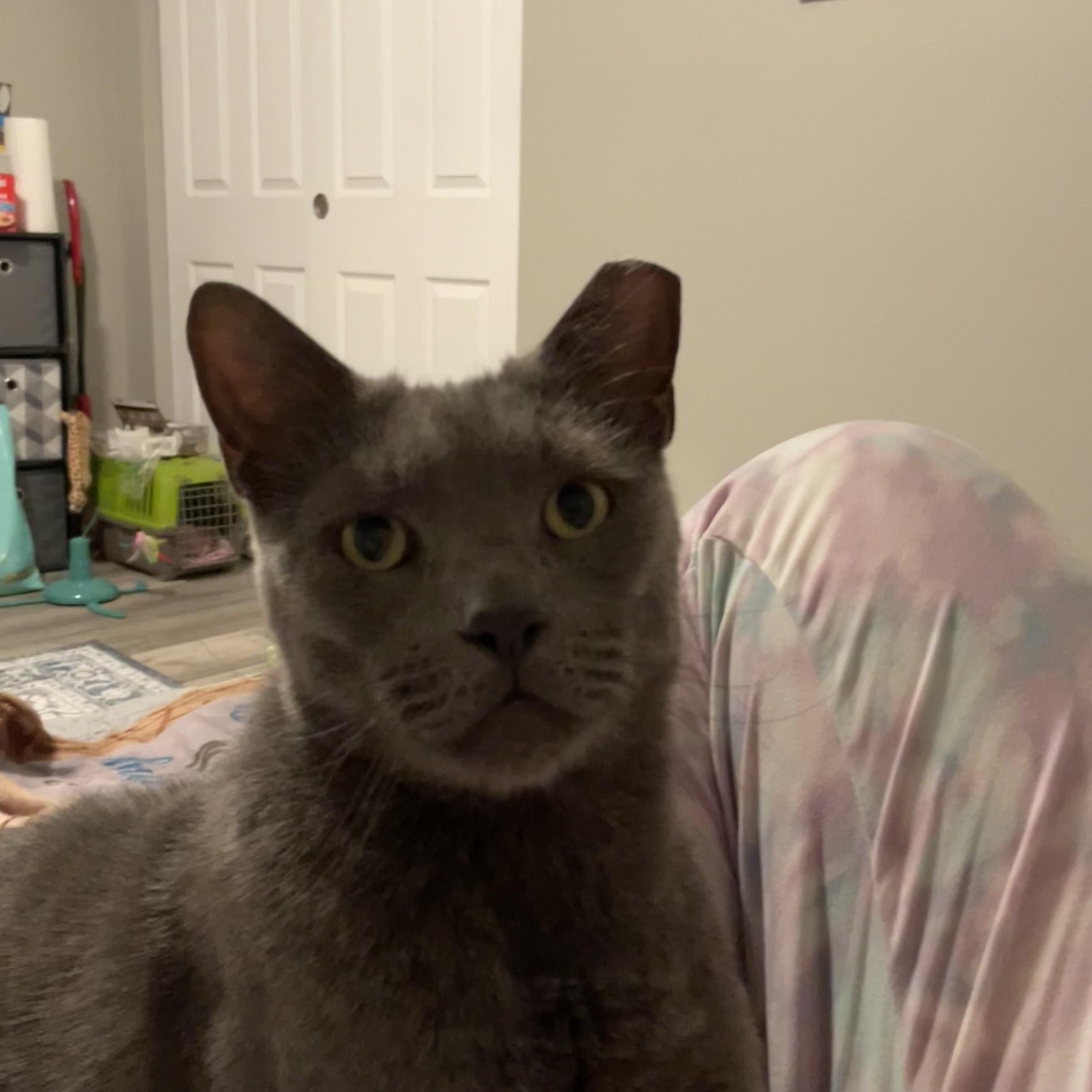 Teddy (Bear), a ADOPTABLE Domestic Short Hair in Sewell, NJ image 6/6