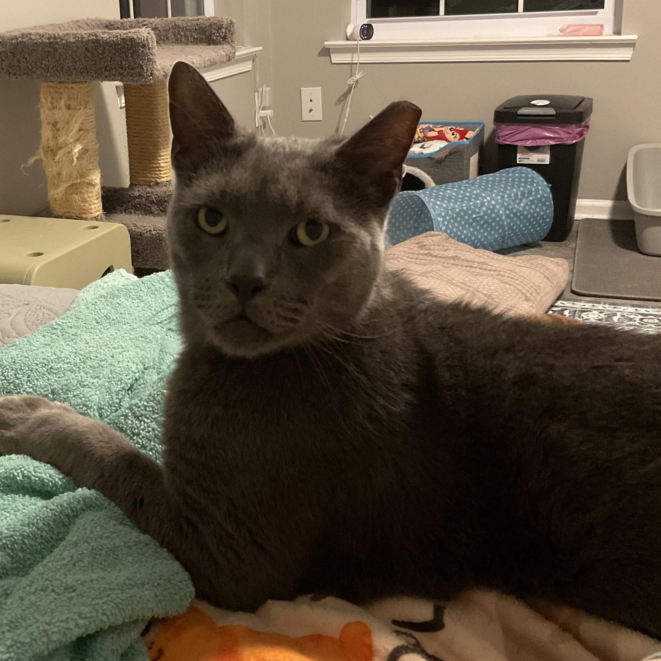 Teddy (Bear), a ADOPTABLE Domestic Short Hair in Sewell, NJ image 2/6