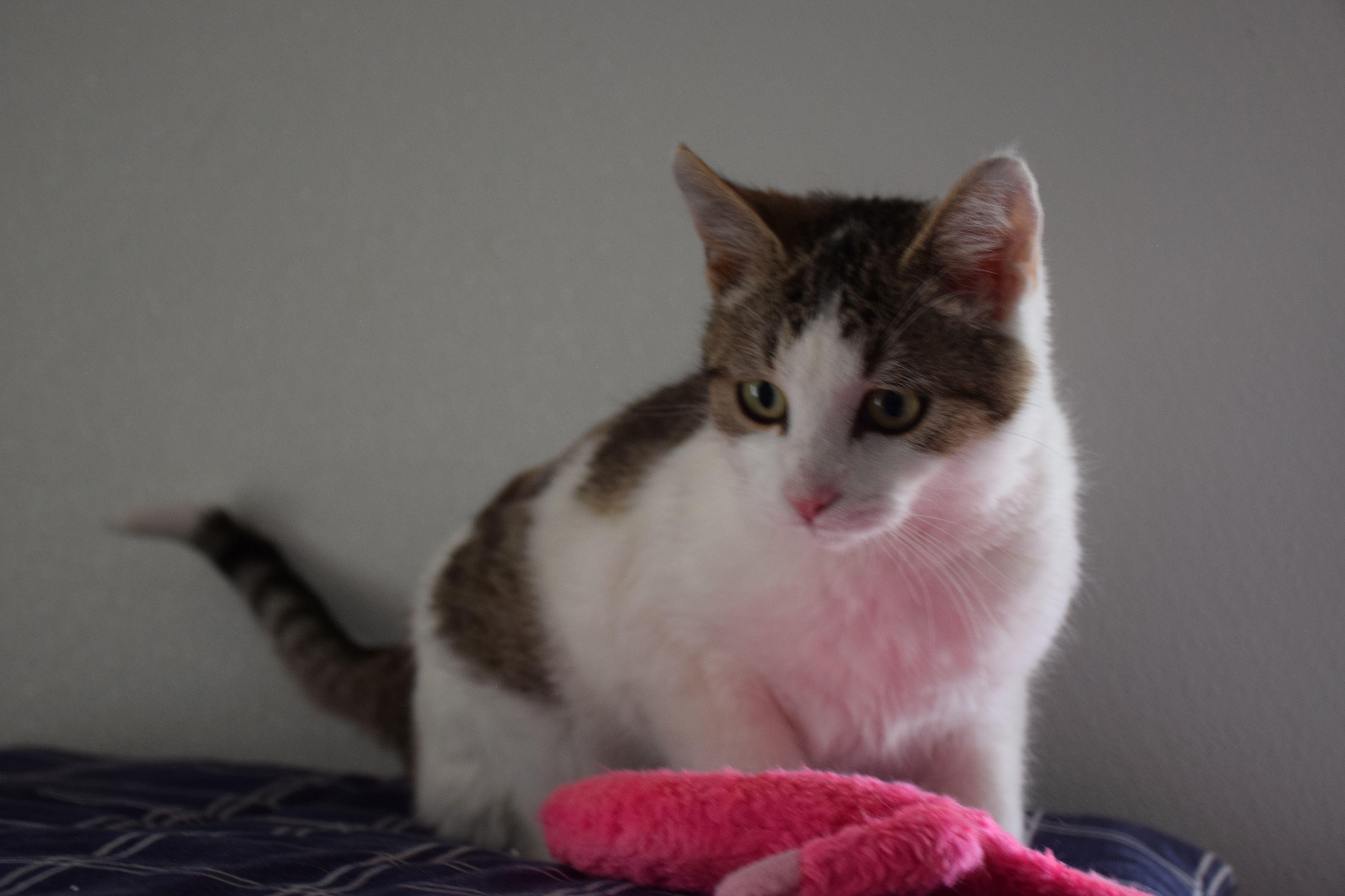 Enlarge Fraser, a Adoptable Tabby in Claresholm, AB image 1/1