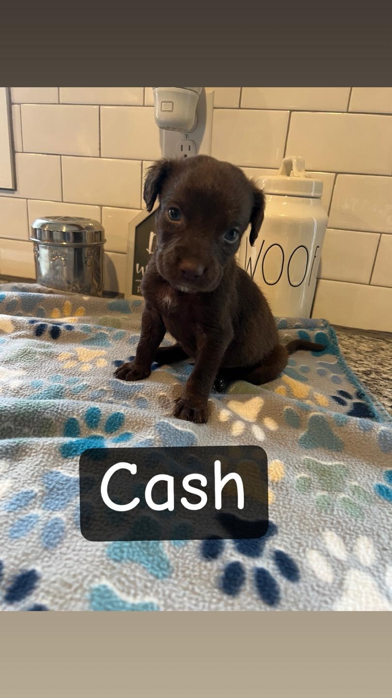 Enlarge Cash, a ADOPTABLE mixed breed in Salisbury, NC image 1/1