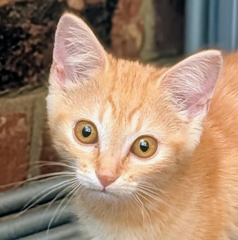 Sherbert, a Adoptable Domestic Short Hair in Statesville, NC image 1/4