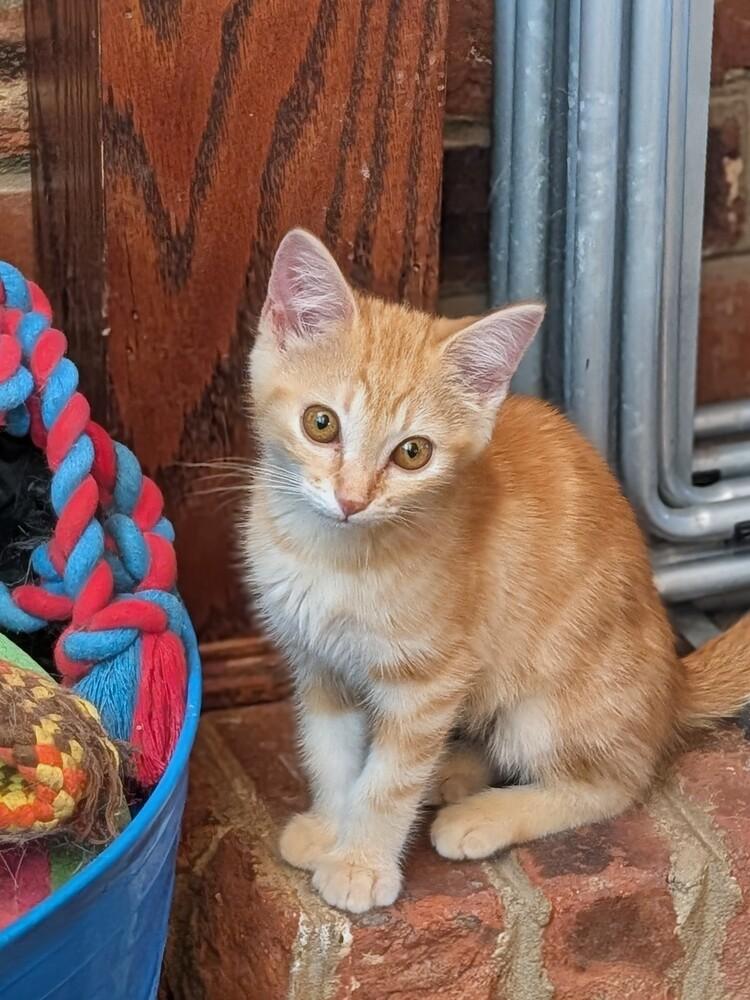 Sherbert, a Adoptable Domestic Short Hair in Statesville, NC image 2/4