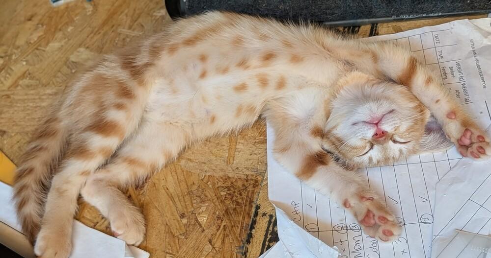 Sherbert, a Adoptable Domestic Short Hair in Statesville, NC image 3/4