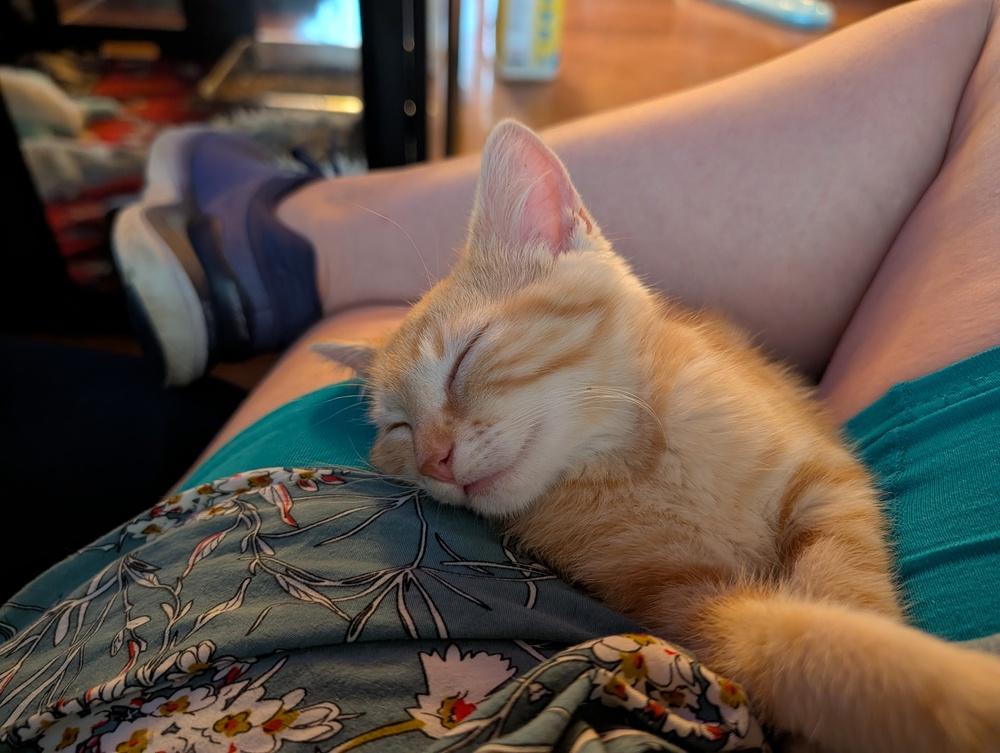 Sherbert, a Adoptable Domestic Short Hair in Statesville, NC image 4/4