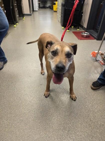 Enlarge Faith, a ADOPTABLE Boxer in Hamilton, MT image 2/5