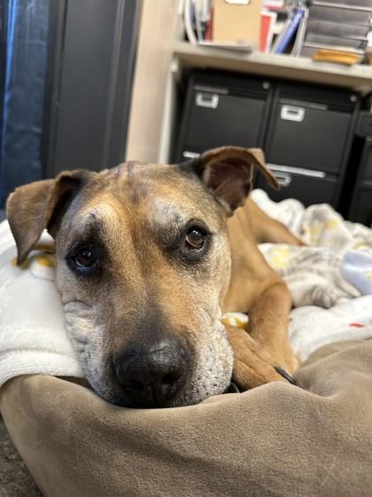 Enlarge Faith, a ADOPTABLE Boxer in Hamilton, MT image 5/5