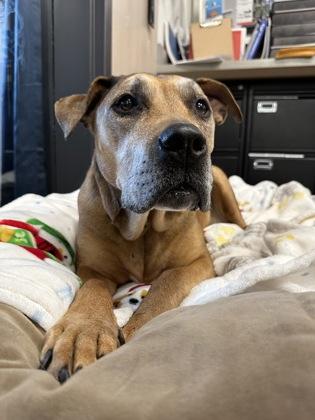 Enlarge Faith, a ADOPTABLE Boxer in Hamilton, MT image 4/5