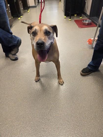 Faith, ADOPTABLE, Senior Female Boxer.