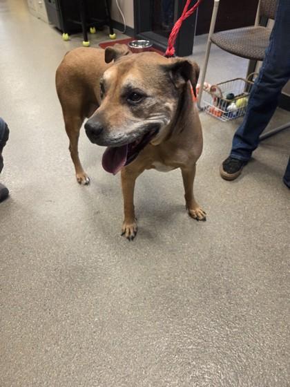 Enlarge Faith, a ADOPTABLE Boxer in Hamilton, MT image 3/5