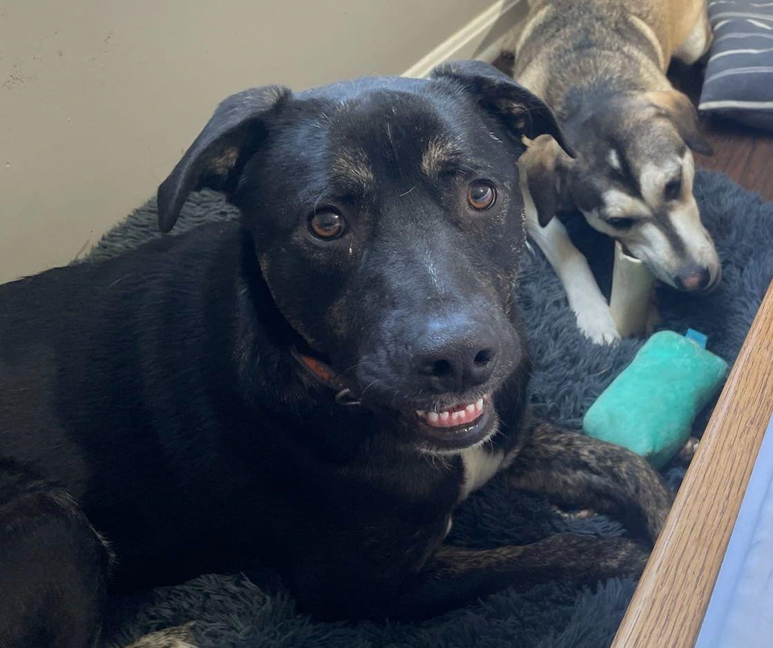 Enlarge Finn, a Adoptable mixed breed in Louisville, KY image 3/6