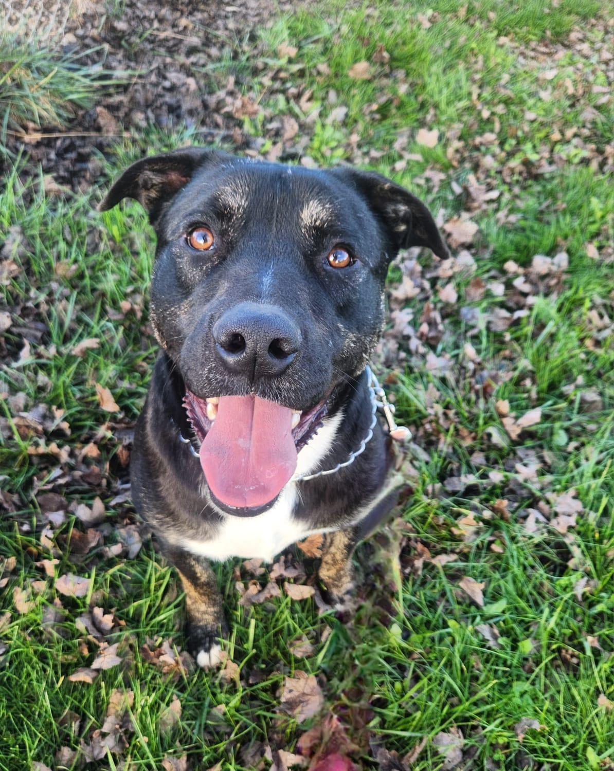 Enlarge Finn, a Adoptable mixed breed in Louisville, KY image 4/6