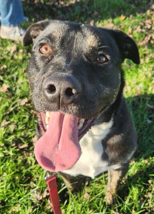 Enlarge Finn, a Adoptable mixed breed in Louisville, KY image 5/6