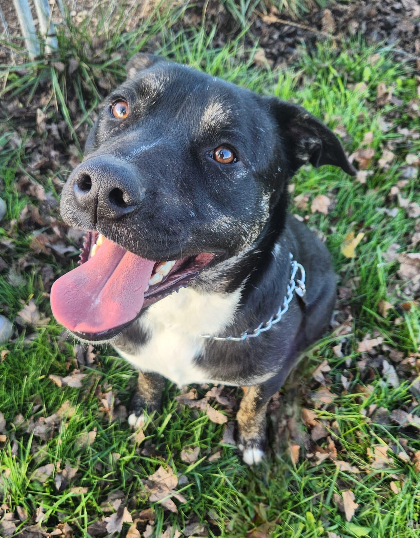 Enlarge Finn, a Adoptable mixed breed in Louisville, KY image 6/6