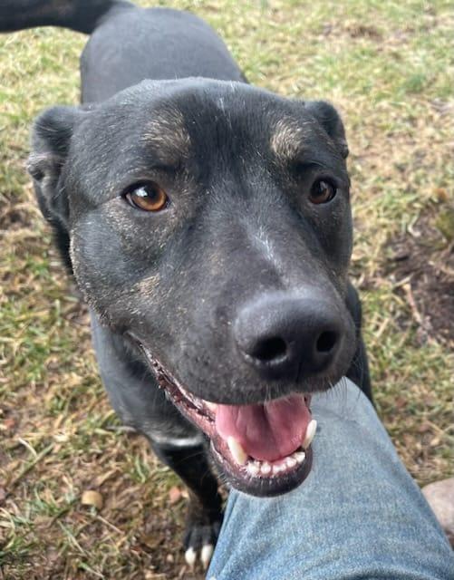 Finn, Adoptable, Young Male Golden Retriever & American Bulldog.