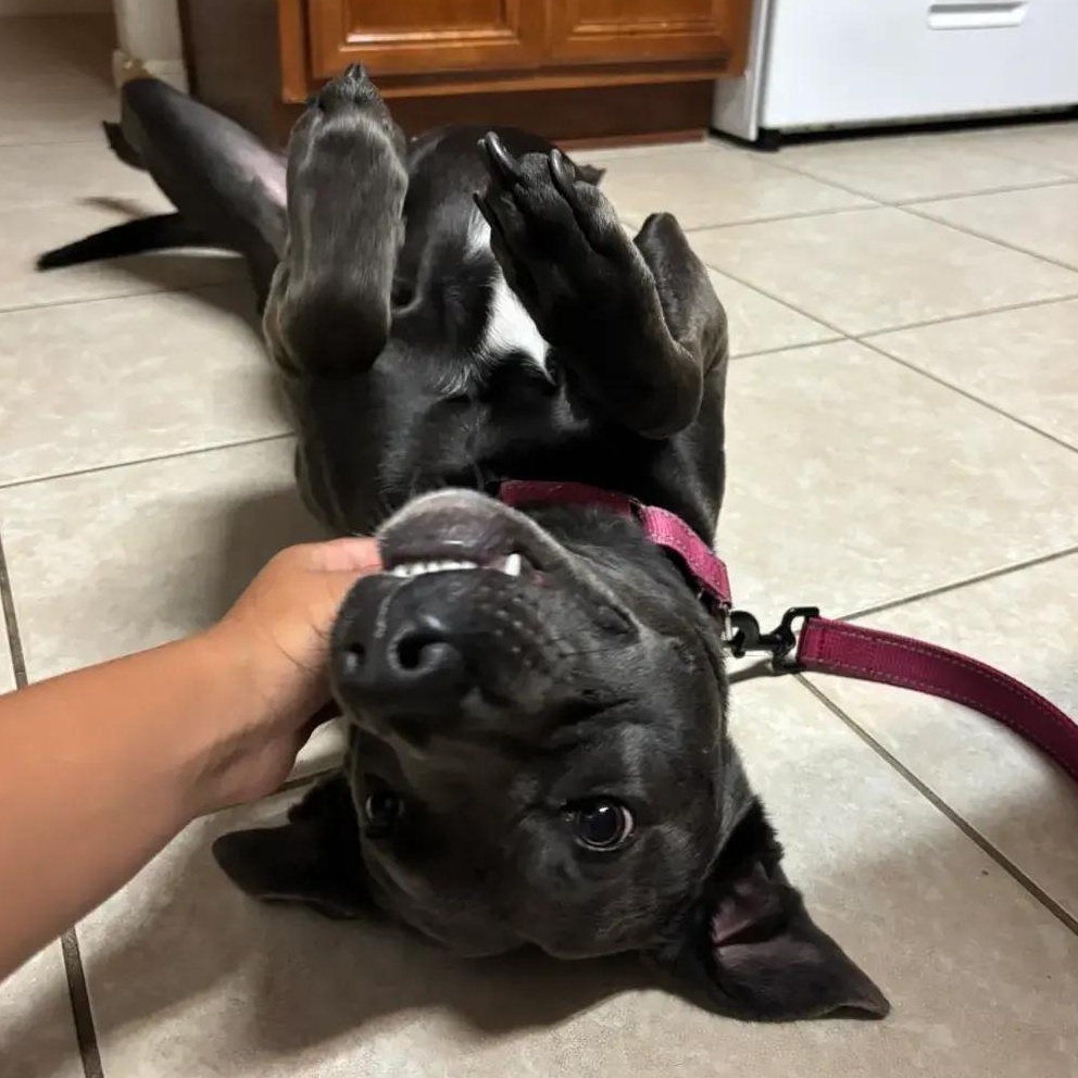 Enlarge Dory, a ADOPTABLE mixed breed in Polk, OH image 1/6