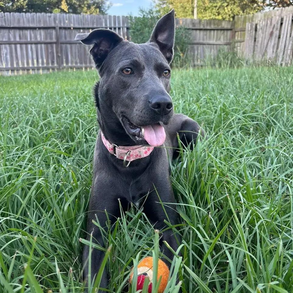 Enlarge Dory, a ADOPTABLE mixed breed in Polk, OH image 5/6