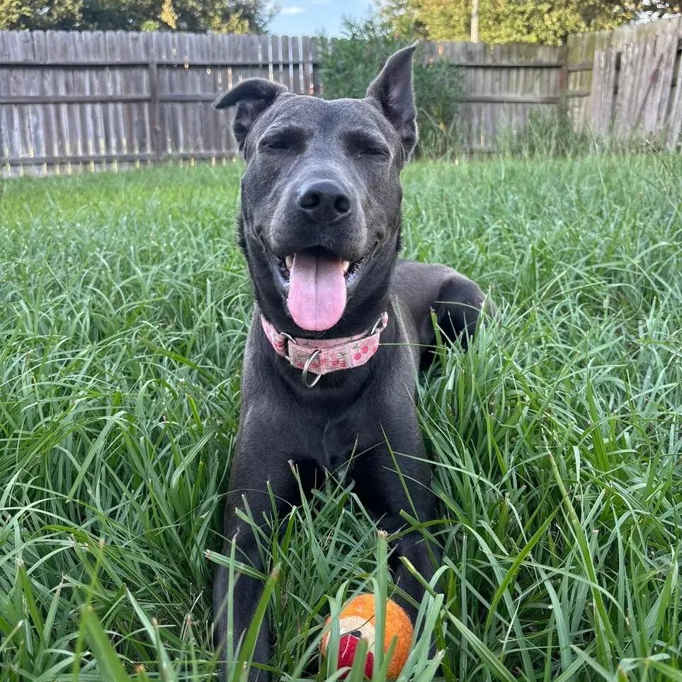 Enlarge Dory, a ADOPTABLE mixed breed in Polk, OH image 6/6