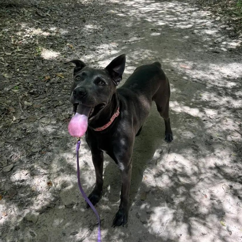 Enlarge Dory, a ADOPTABLE mixed breed in Polk, OH image 3/6