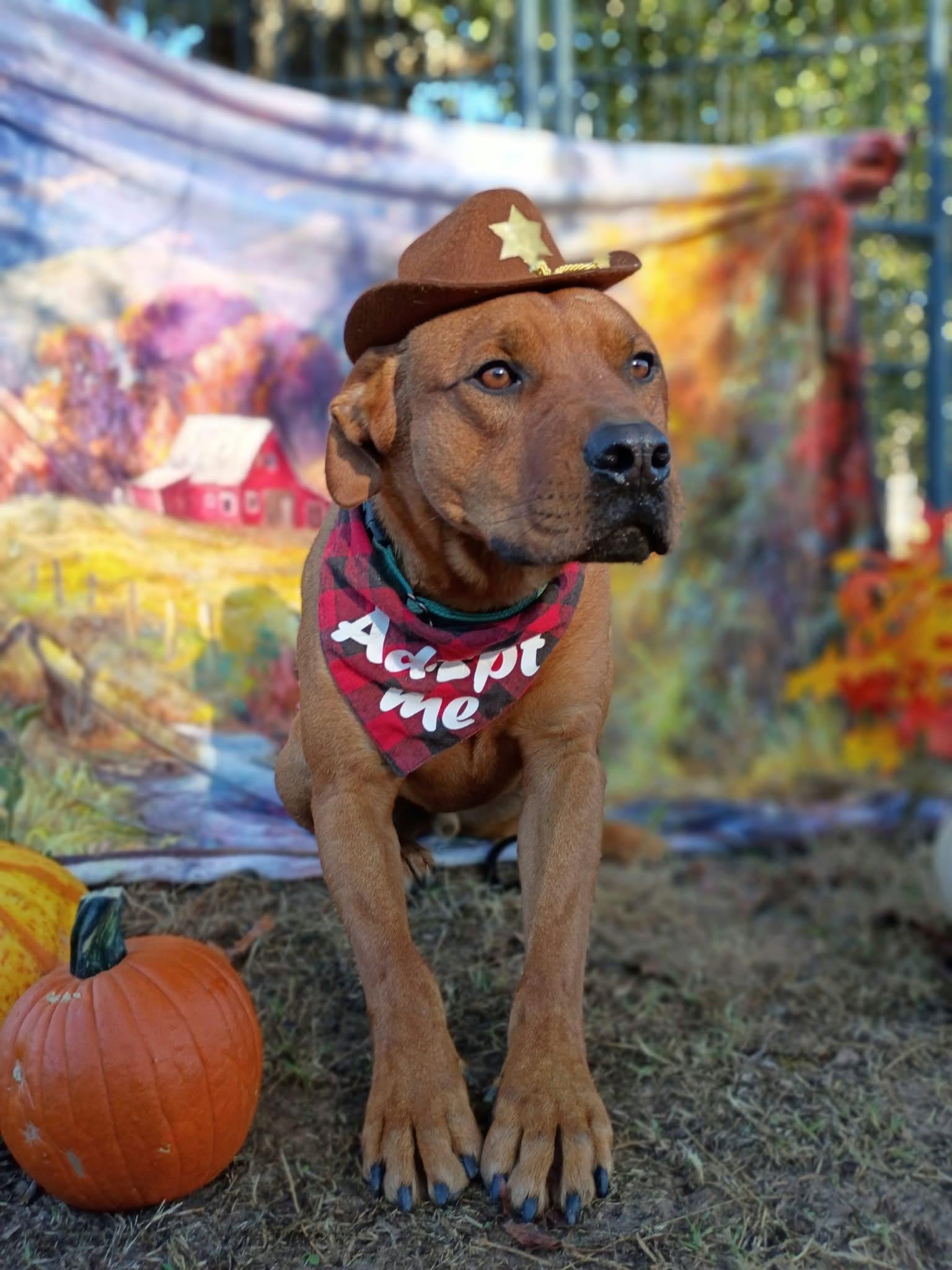 Bryson, Adoptable, Adult Male Black Mouth Cur & Mountain Cur.