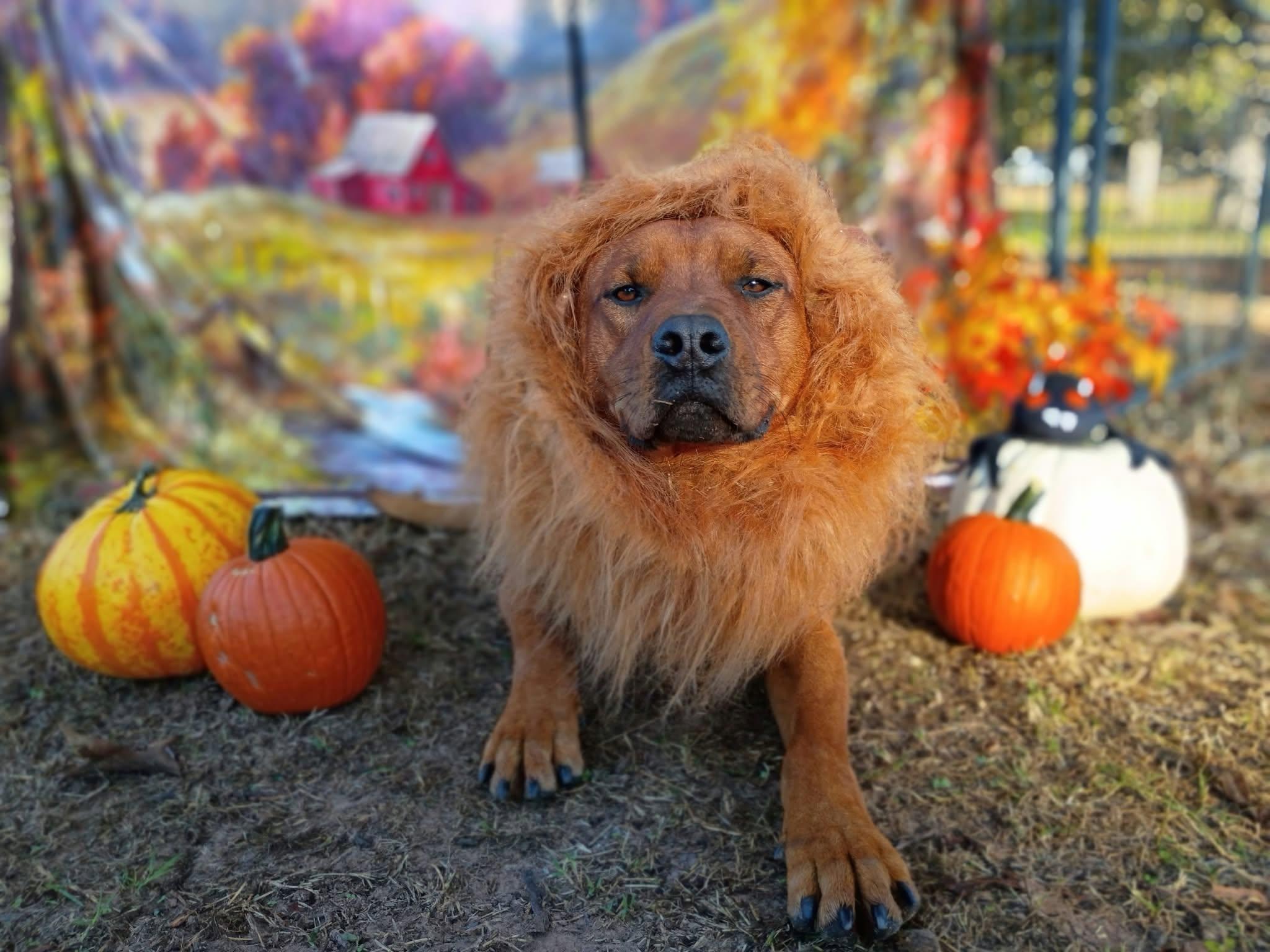 Enlarge Bryson, a Adoptable mixed breed in Waite Park, MN image 6/6
