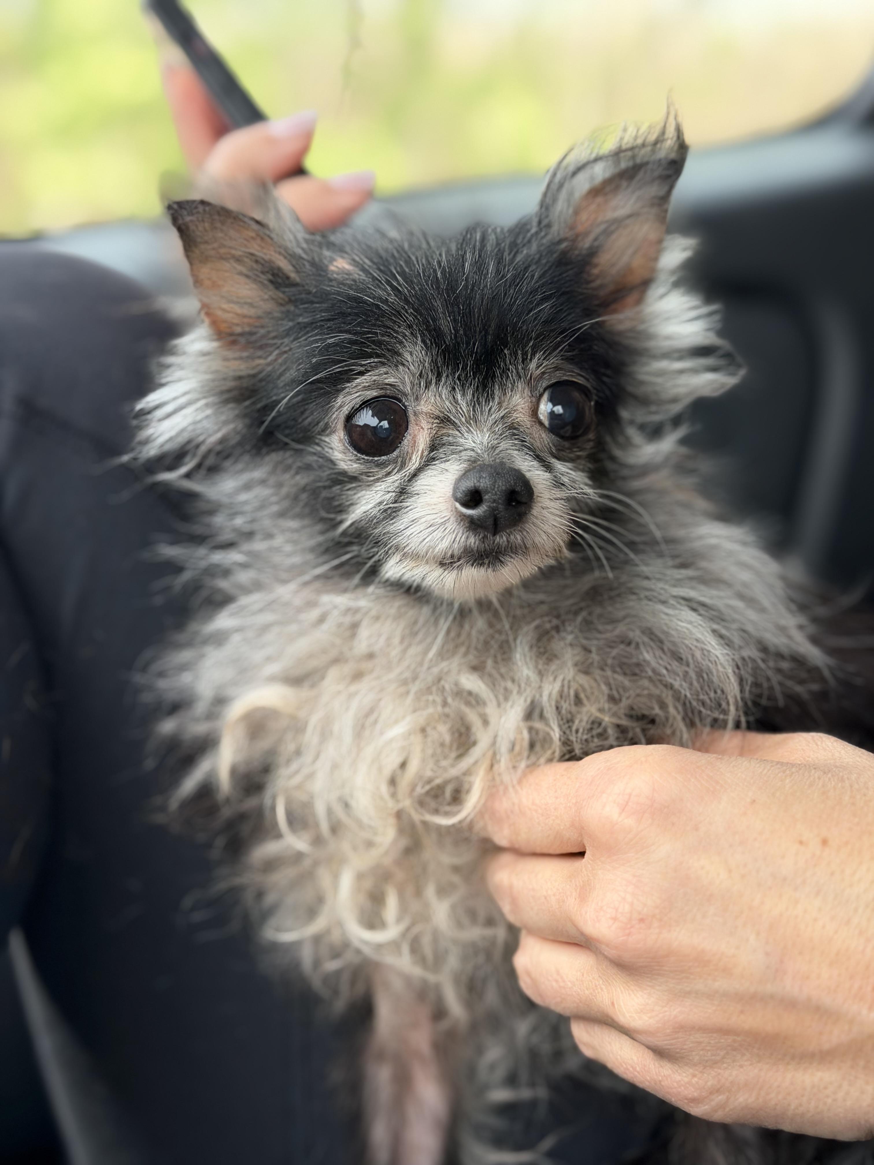 Enlarge Kitt, an adopted Chihuahua in Mahwah, NJ image 1/5