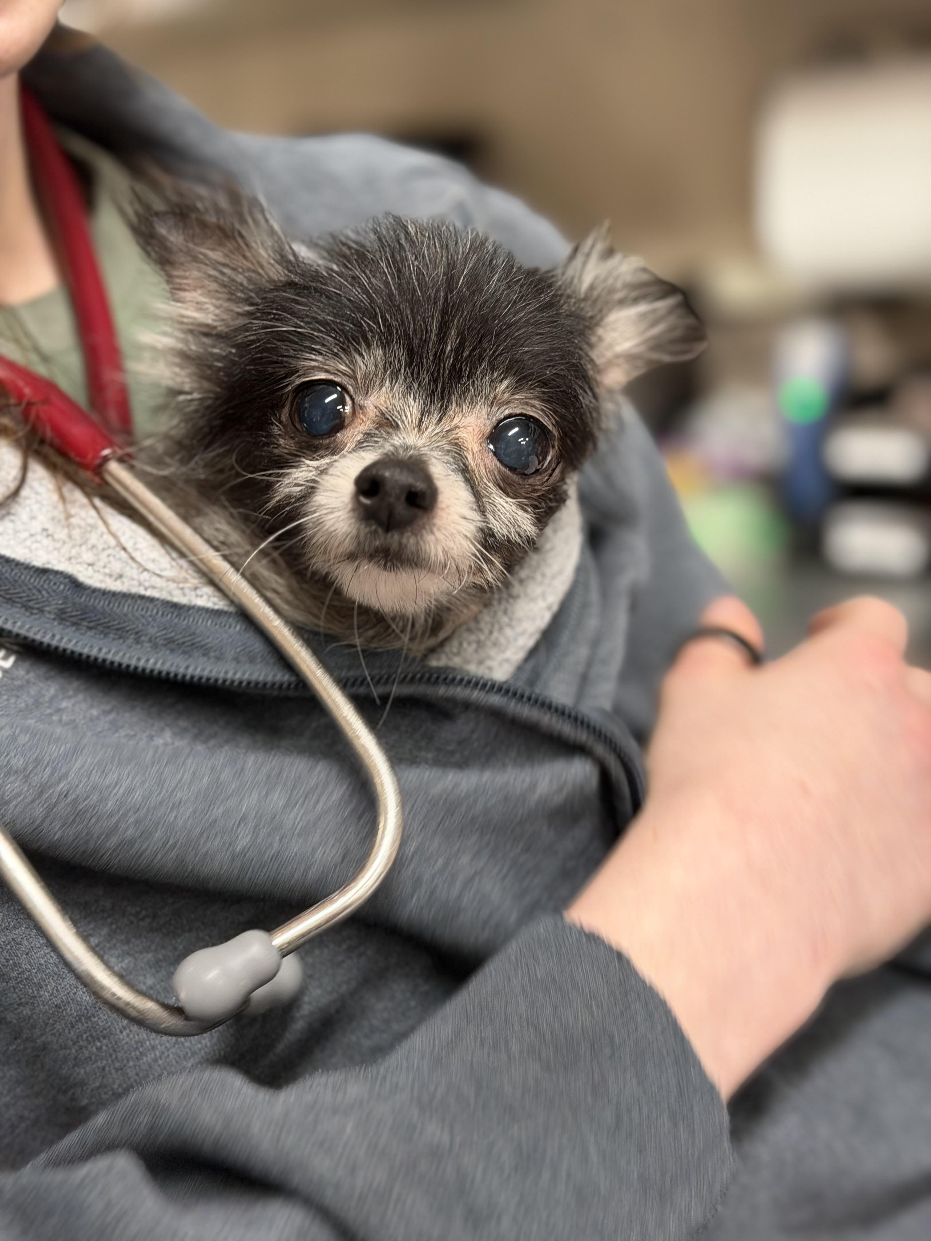 Enlarge Kitt, an adopted Chihuahua in Mahwah, NJ image 5/5