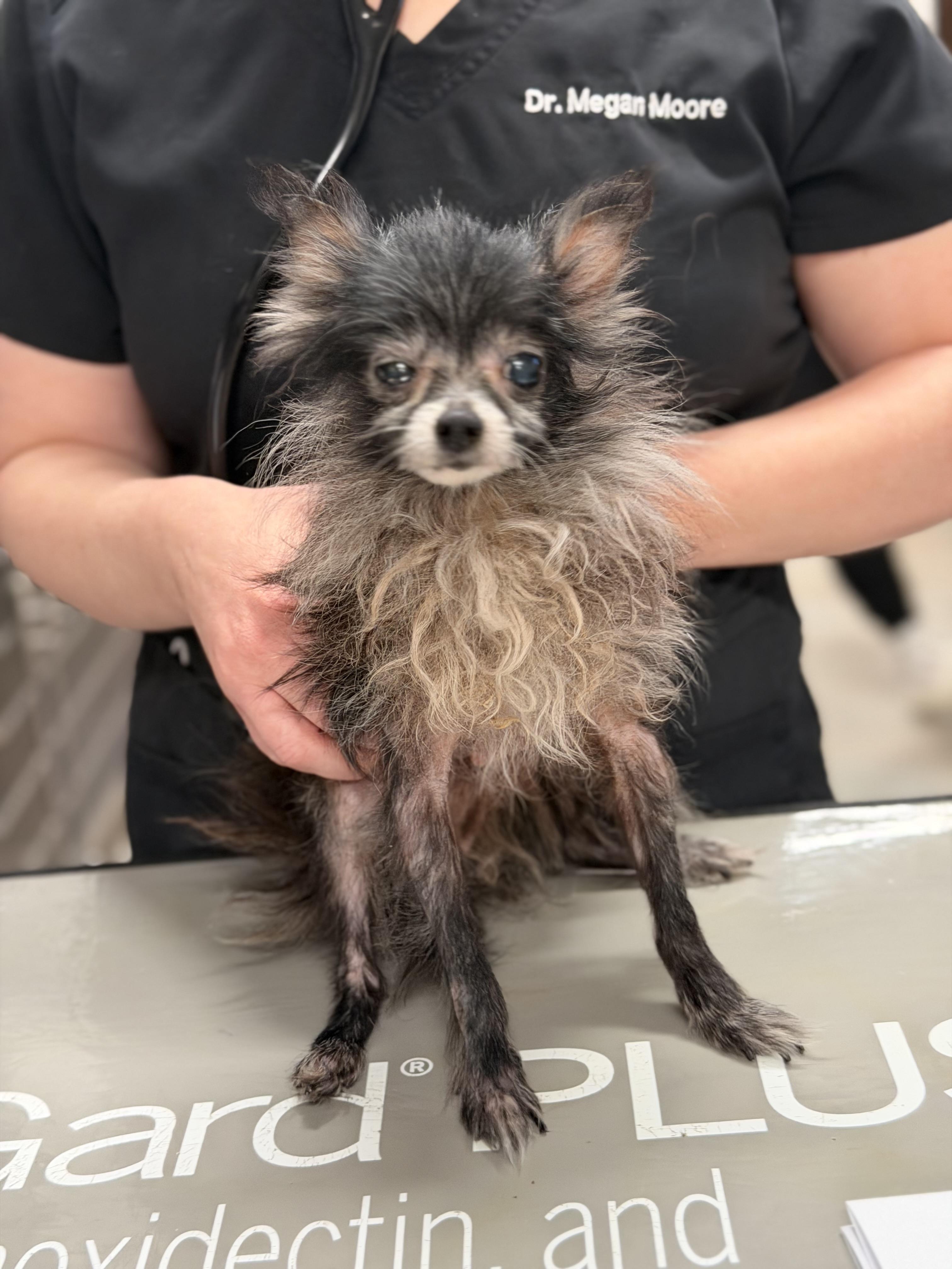 Enlarge Kitt, an adopted Chihuahua in Mahwah, NJ image 2/5