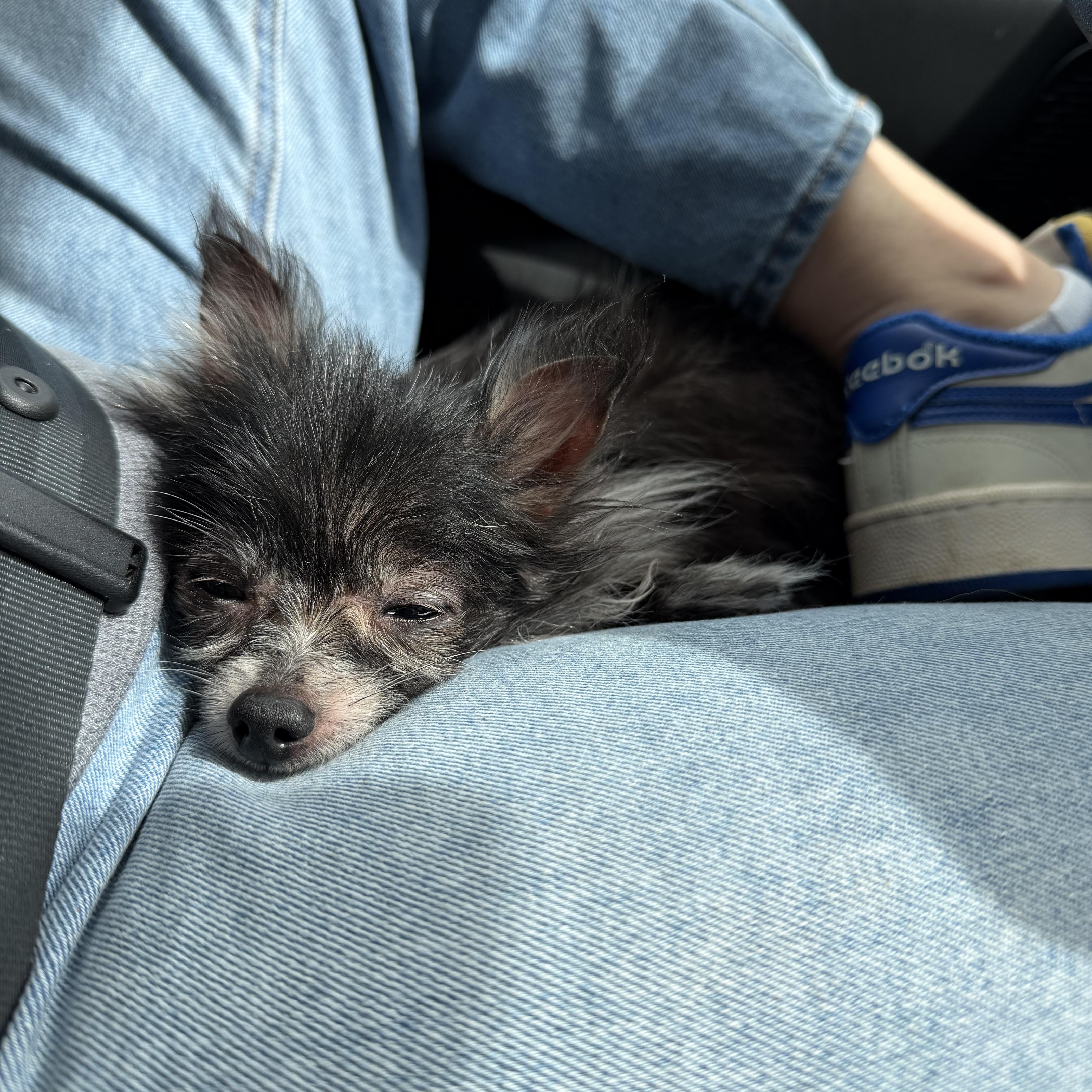 Enlarge Kitt, an adopted Chihuahua in Mahwah, NJ image 3/5