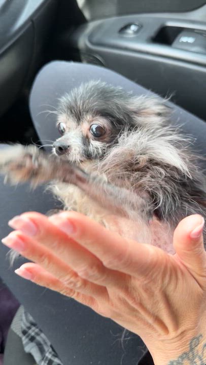 Enlarge Kitt, an adopted Chihuahua in Mahwah, NJ video 4/5