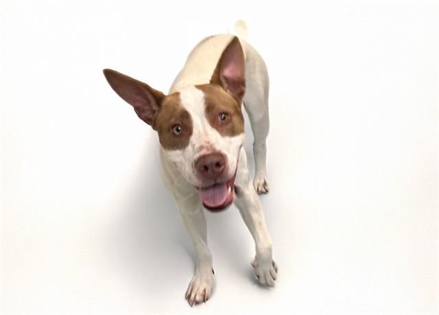 Enlarge PUCCA, a Adoptable mixed breed in Fort Lauderdale, FL image 1/1