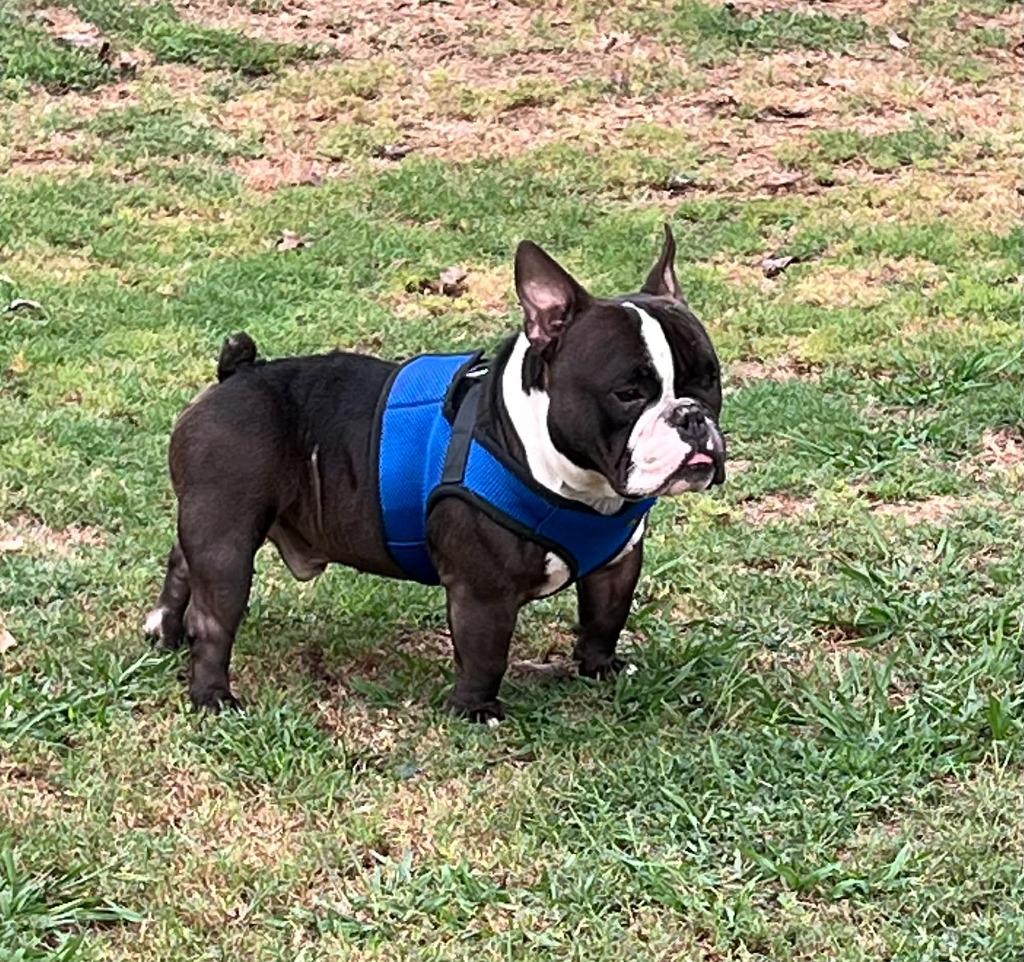 SAM, Adoptable, Adult Male English Bulldog & French Bulldog.