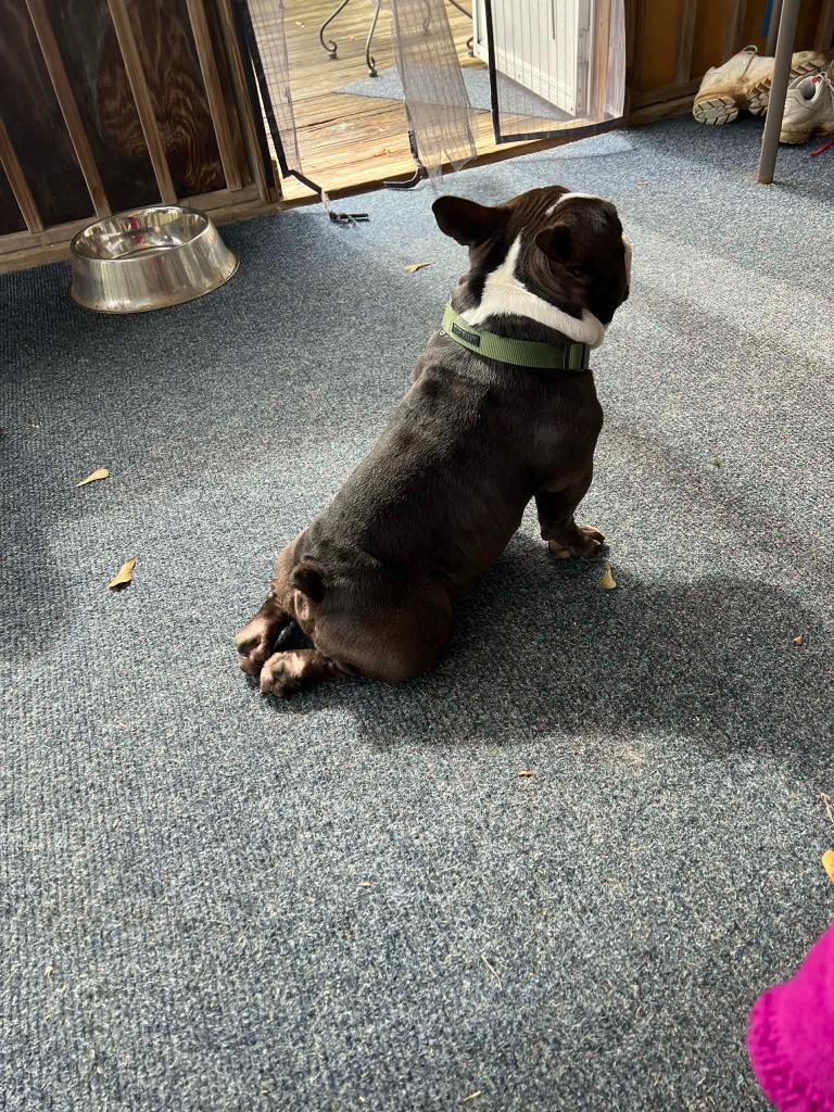 Enlarge SAM, a Adoptable mixed breed in Birmingham, AL image 3/6