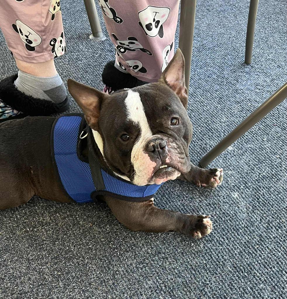 Enlarge SAM, a Adoptable mixed breed in Birmingham, AL image 4/6