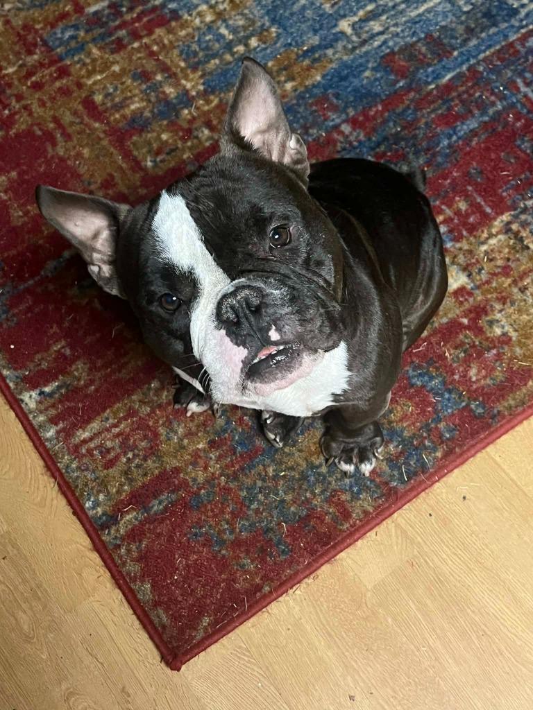 Enlarge SAM, a Adoptable mixed breed in Birmingham, AL image 5/6