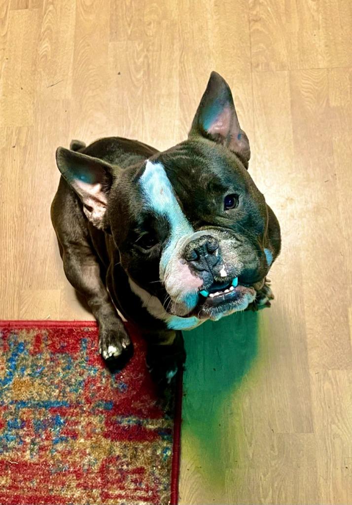 Enlarge SAM, a Adoptable mixed breed in Birmingham, AL image 6/6