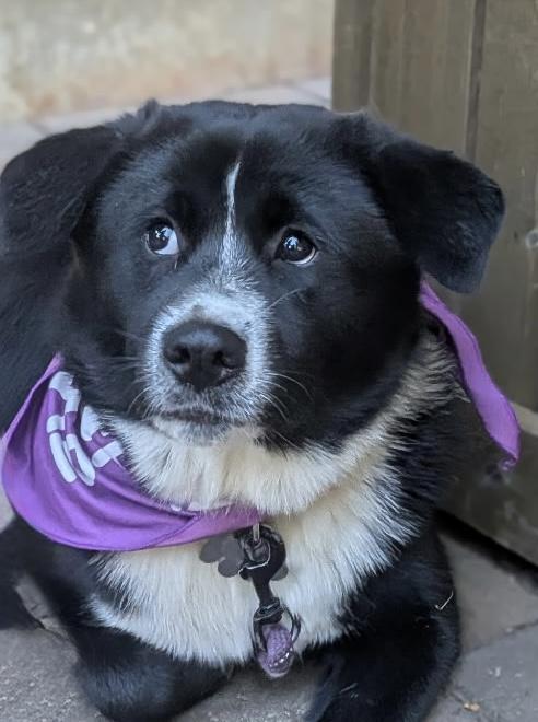 Enlarge Jinx, a Adoptable mixed breed in Monroe, NC image 2/2