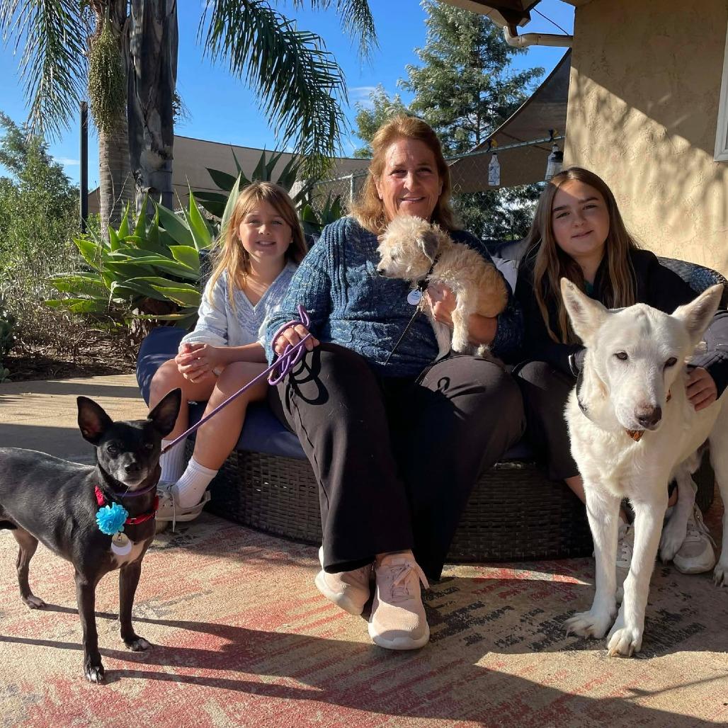 Enlarge McClure, a Adoptable Shepherd in Silver Spring, MD image 1/6