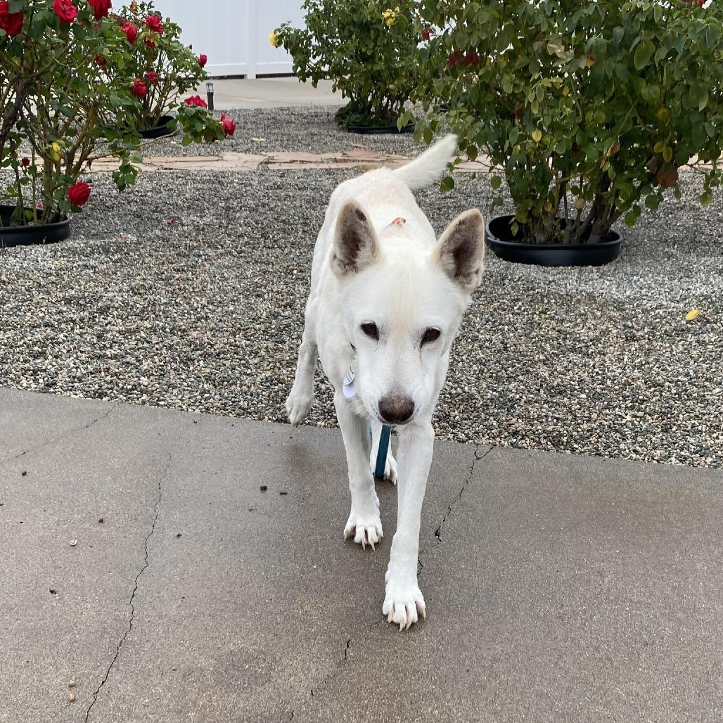 Enlarge McClure, a Adoptable Shepherd in Silver Spring, MD image 2/6