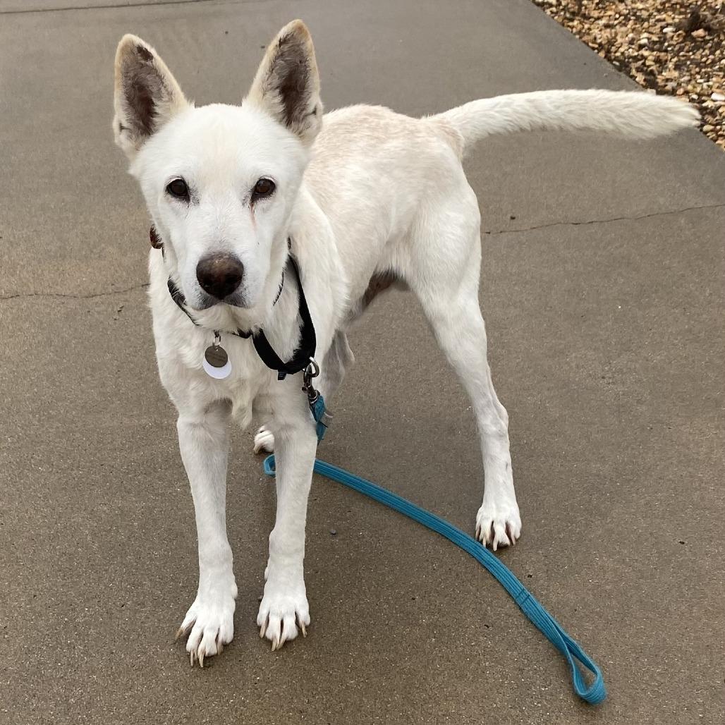 Enlarge McClure, a Adoptable Shepherd in Silver Spring, MD image 3/6