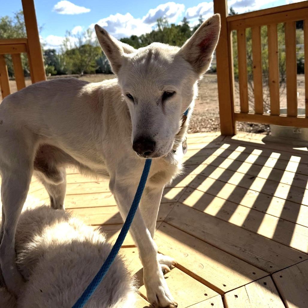 Enlarge McClure, a Adoptable Shepherd in Silver Spring, MD image 4/6