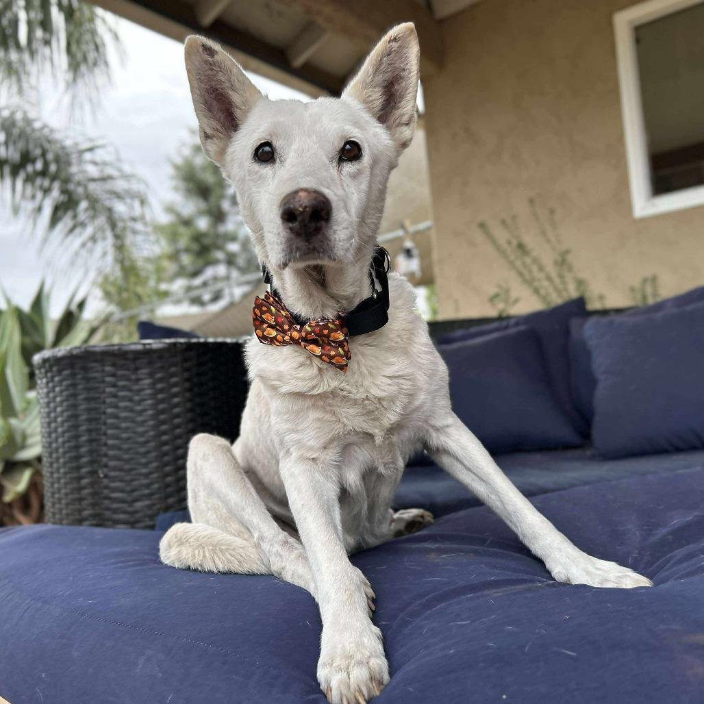 Enlarge McClure, a Adoptable Shepherd in Silver Spring, MD image 5/6