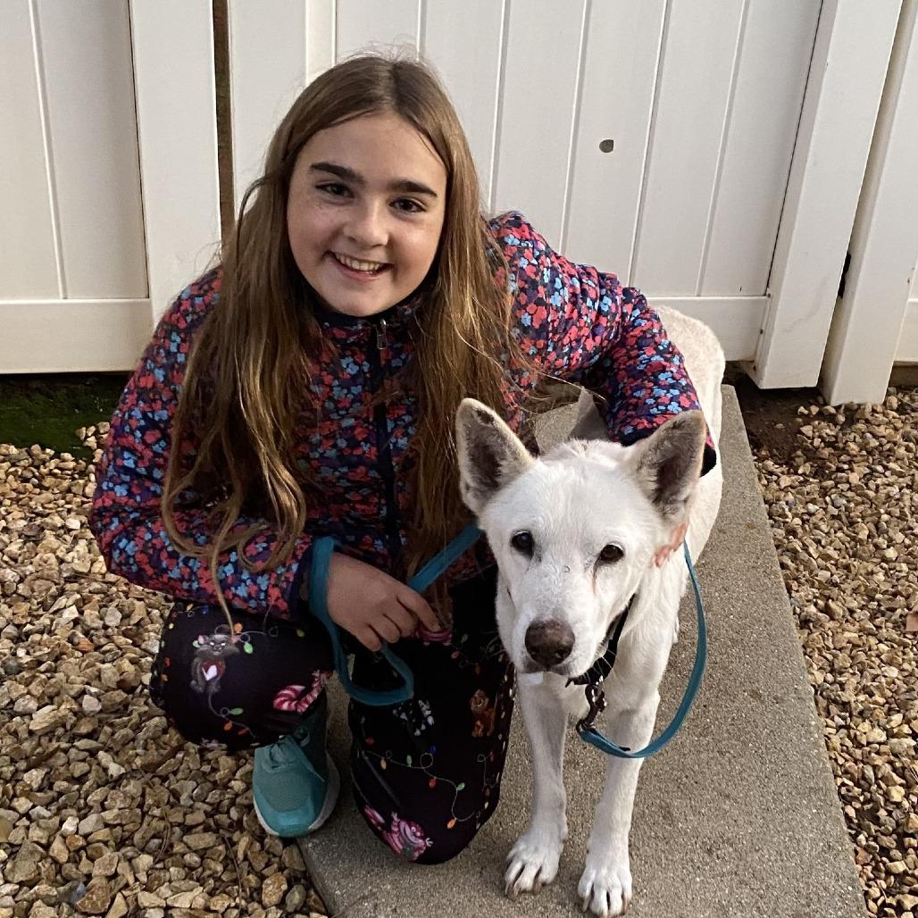 Enlarge McClure, a Adoptable Shepherd in Silver Spring, MD image 6/6