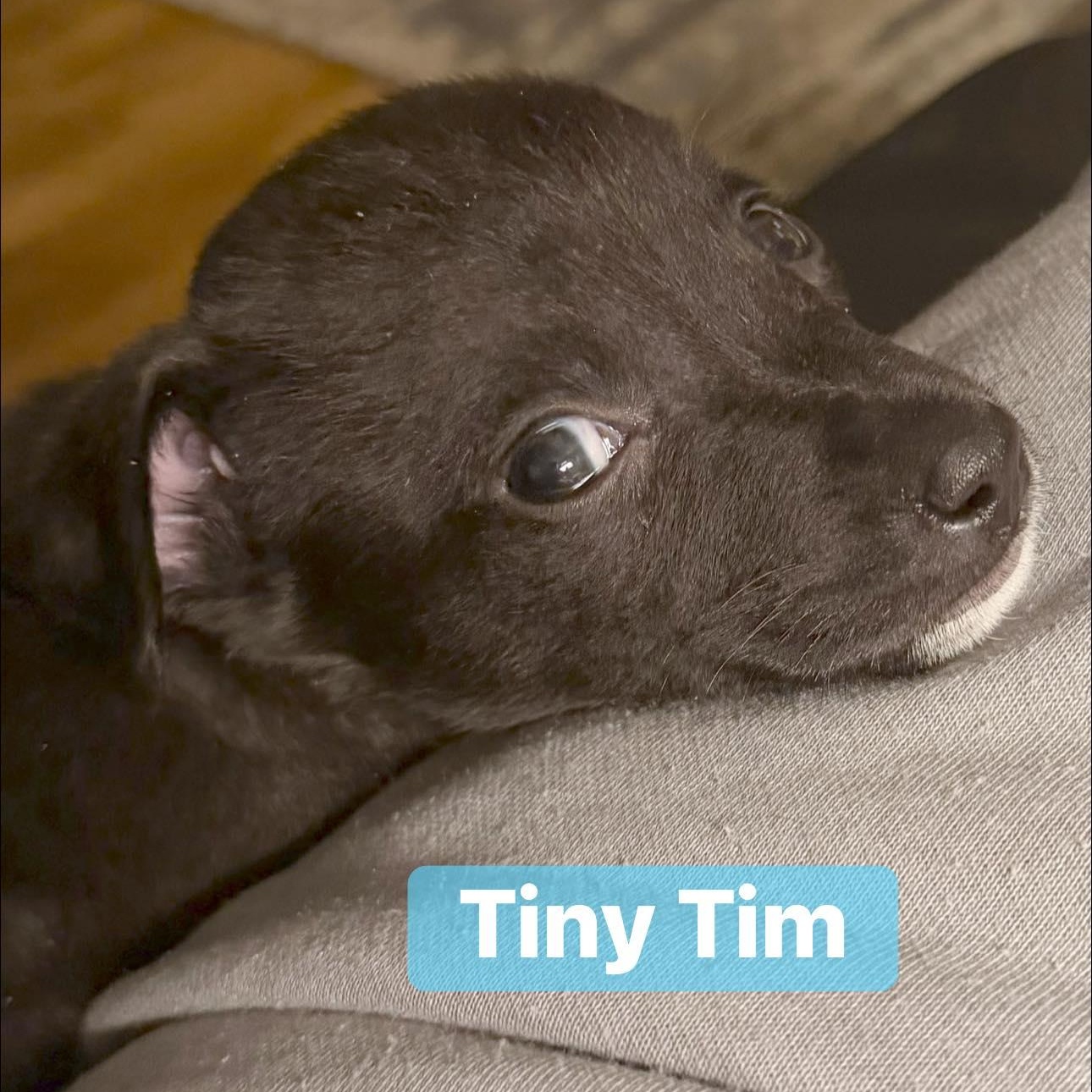 Enlarge Tiny Tim, an adopted mixed breed in Calabash, NC image 1/1