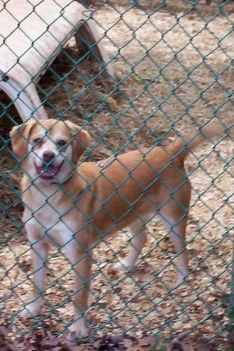 Enlarge FUYANO, a Adopted mixed breed in Newborn, GA image 2/6