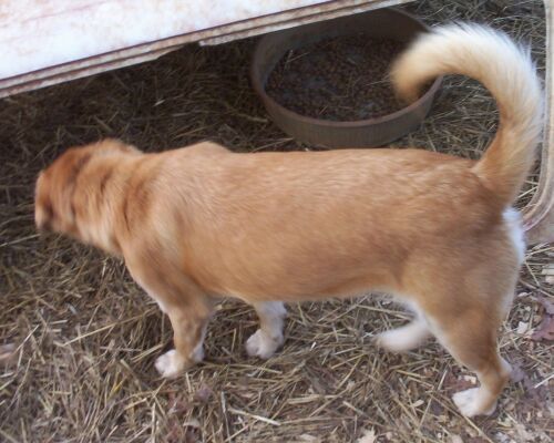 Enlarge FUYANO, a Adopted mixed breed in Newborn, GA image 3/6